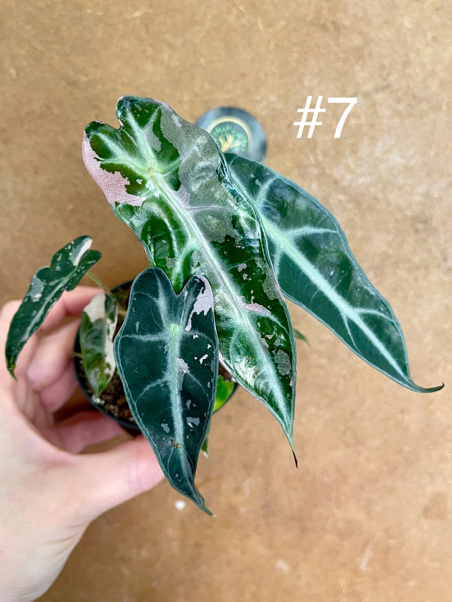 Alocasia bambino pink variegata NEW