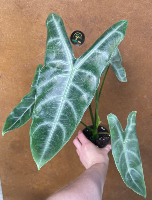 Alocasia longiloba silver M NEW