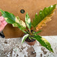 Philodendron caramel marble variegata M NEW