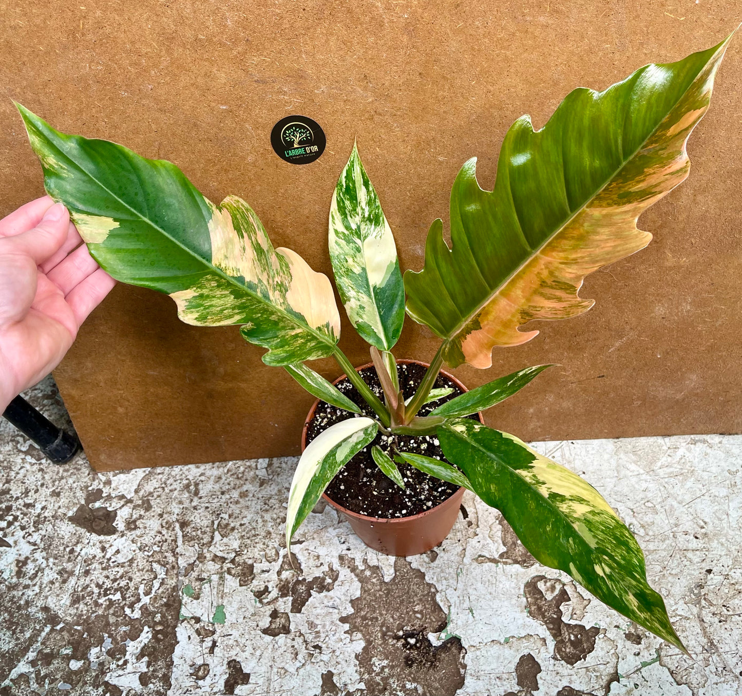 Philodendron caramel marble variegata M NEW