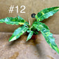 Philodendron ring of fire haute variegation taille M