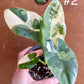 Alocasia macrorrhiza variegata S NEW