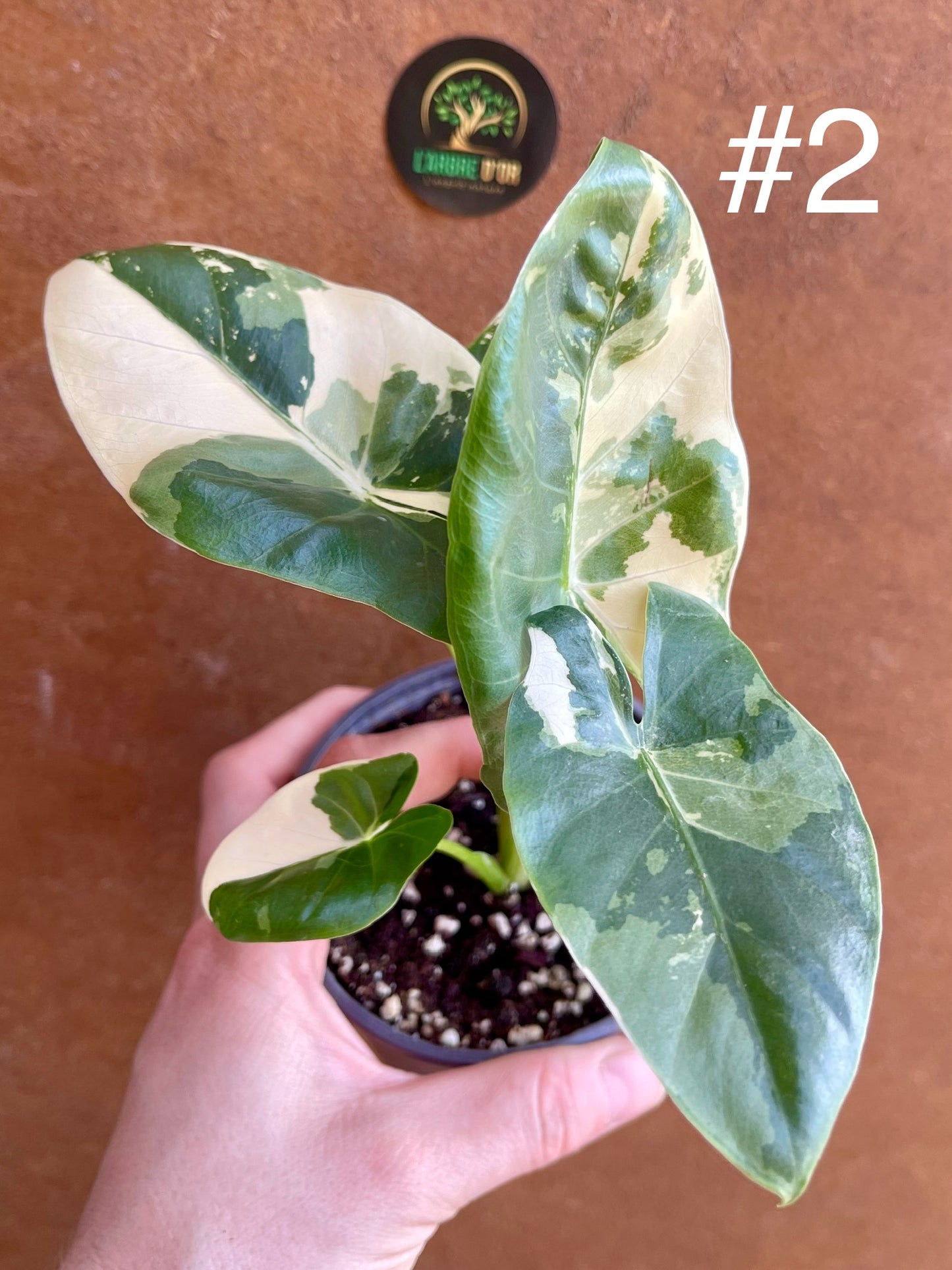 Alocasia macrorrhiza variegata S NEW