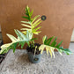 Philodendron tortum variegata x florida beauty NEW (sur demande)