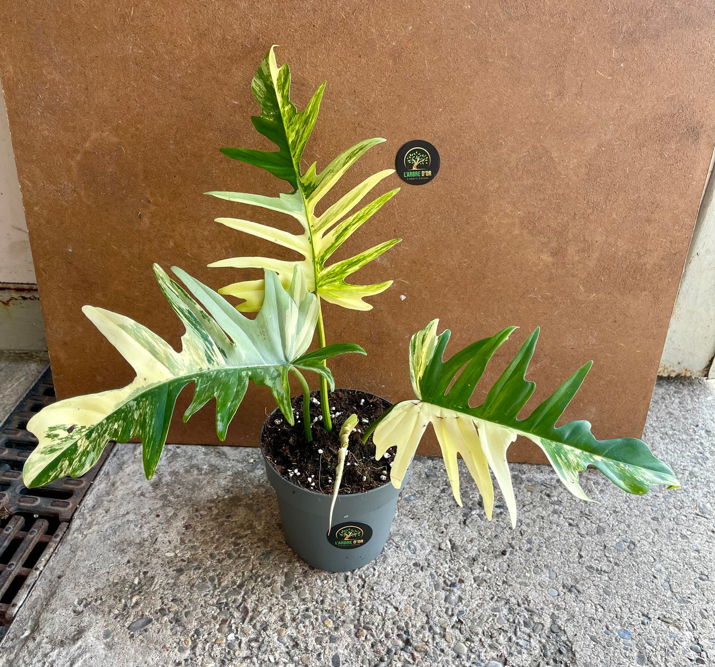 Philodendron tortum variegata x florida beauty NEW (sur demande)