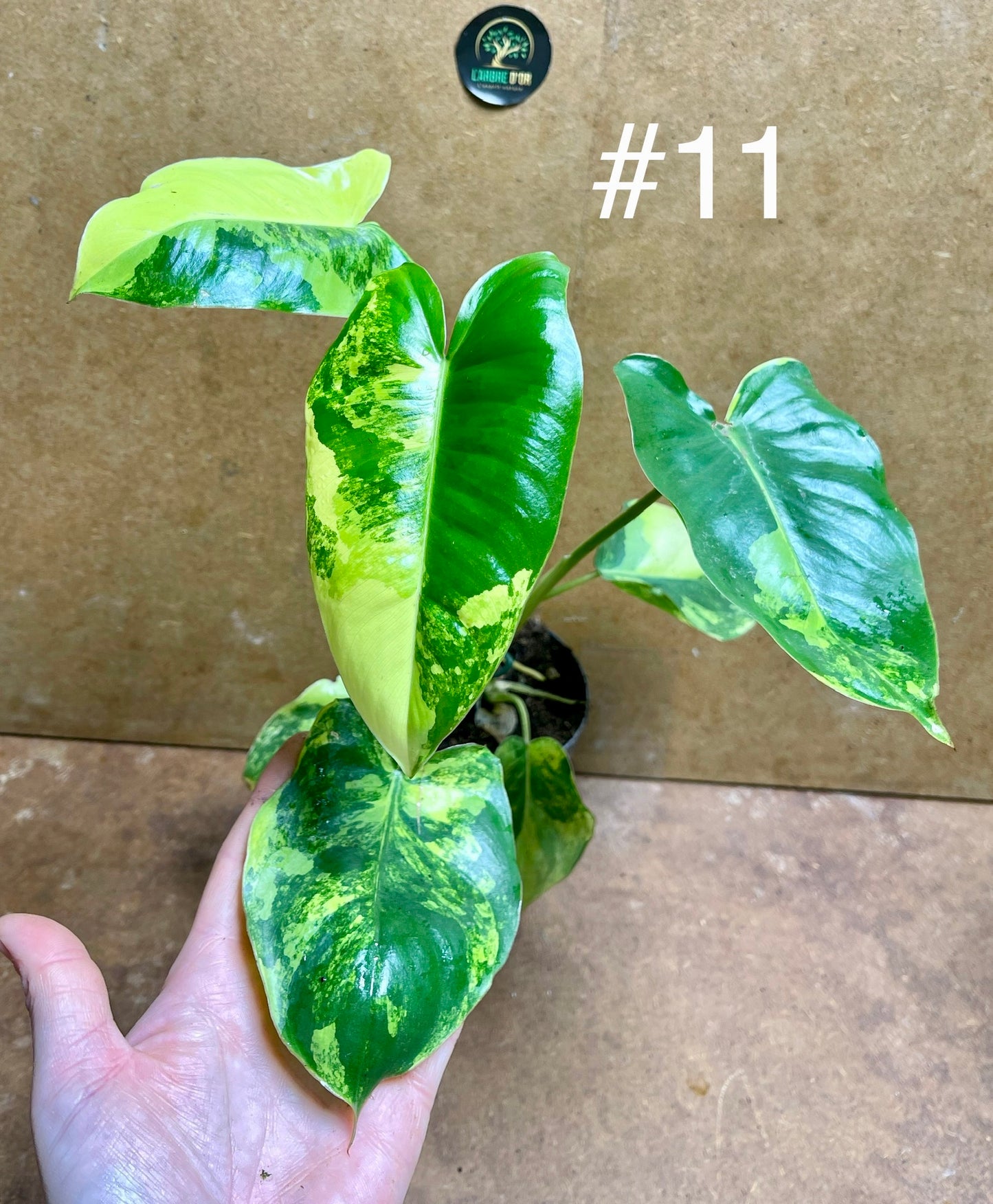 Philodendron burle marx variegata