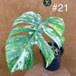 Monstera albo Variegata Boutures racinés en pot