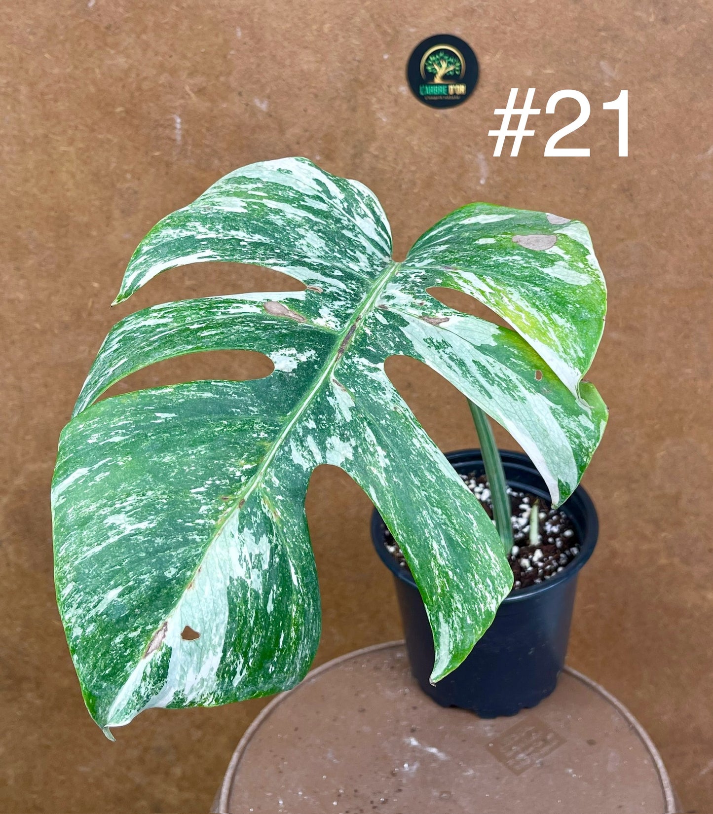 Monstera albo Variegata Boutures racinés en pot