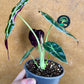 Alocasia watsonia pink variegata NEW