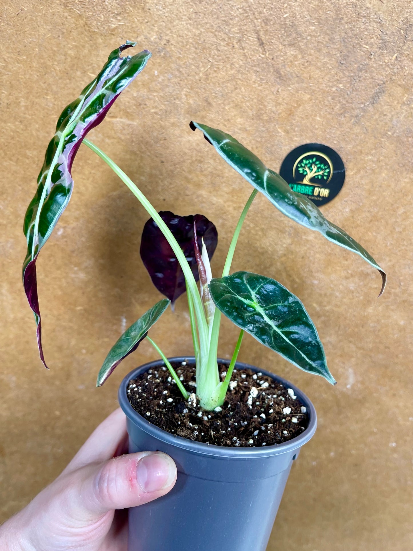 Alocasia watsonia pink variegata NEW