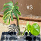 Monstera deliciosa aurea / Cream Large forme