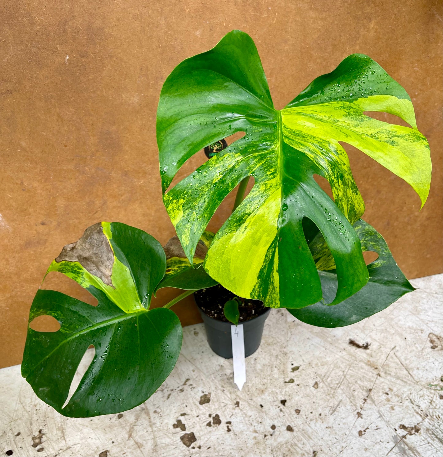 MONSTERA DELICIOSA AUREA BIG FORM NEW