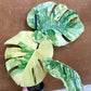 Monstera legacy NEW