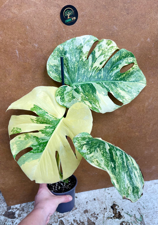 Monstera legacy NEW