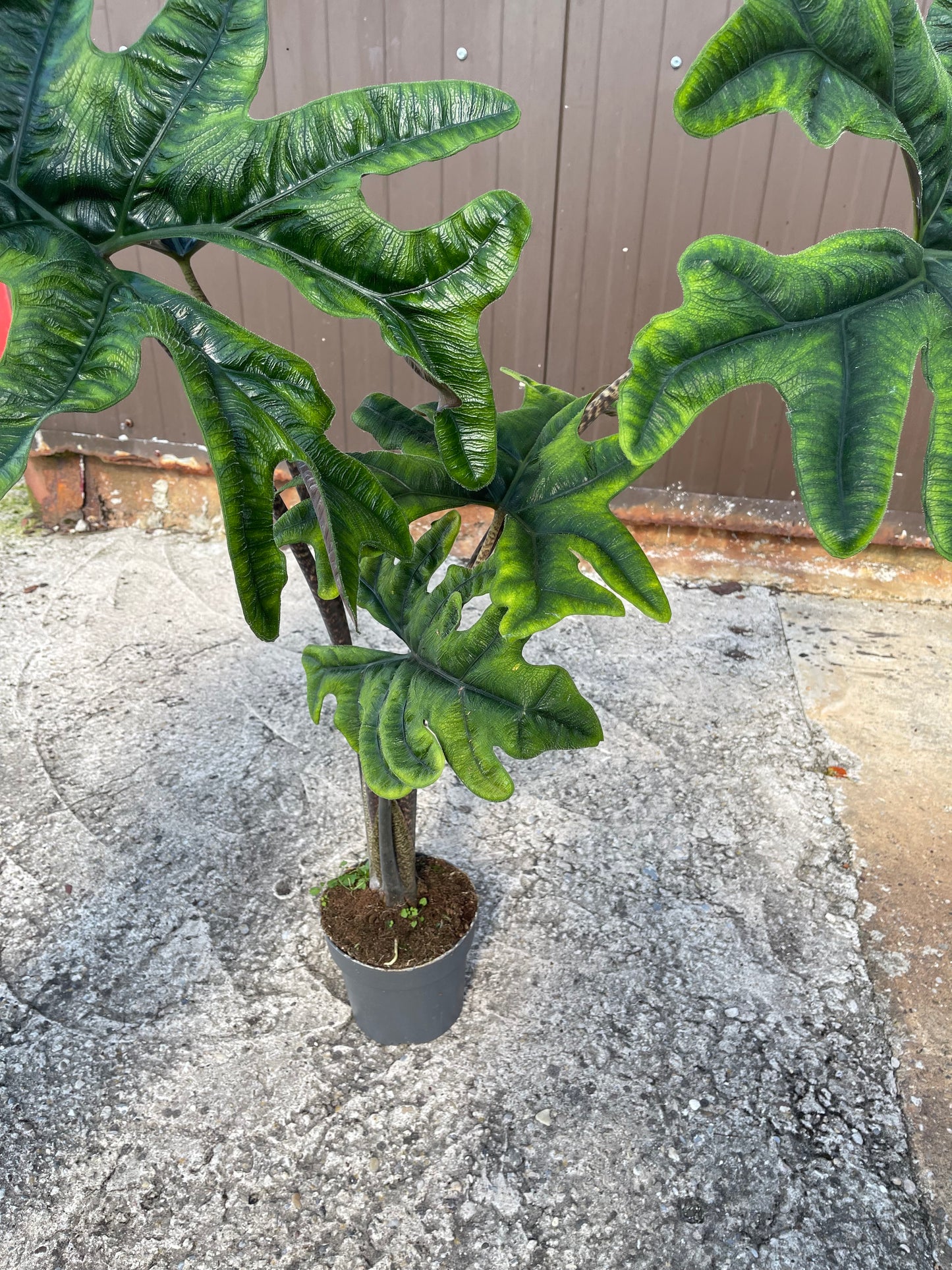 Alocasia jacklyn XXL