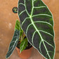 Alocasia Watsonia purple