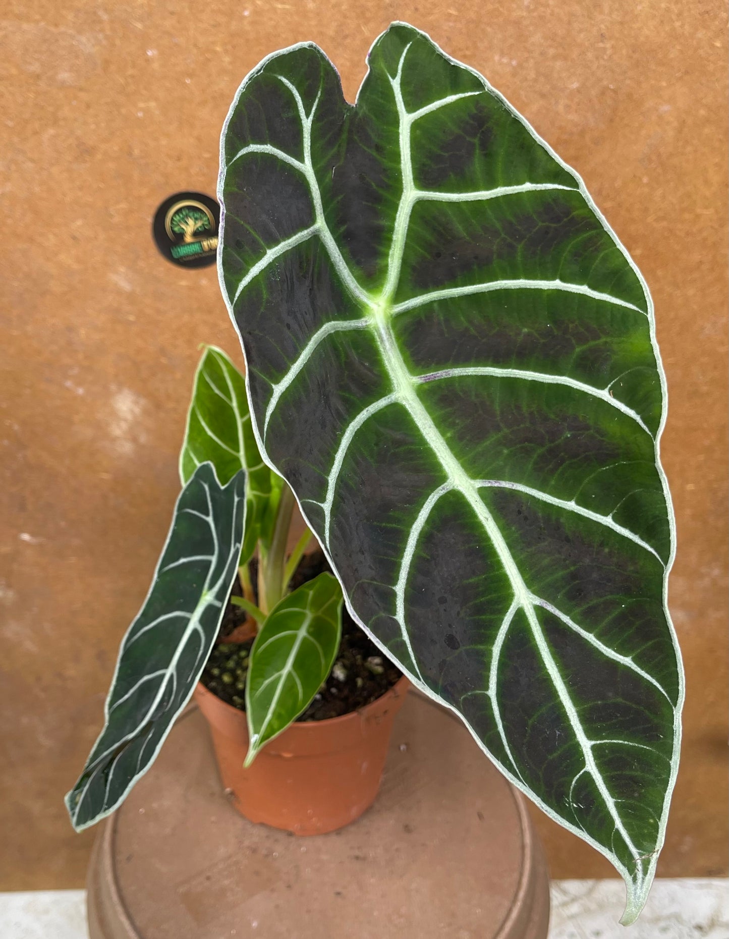 Alocasia Watsonia purple