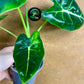 Alocasia Frydek green on green variegata NEW