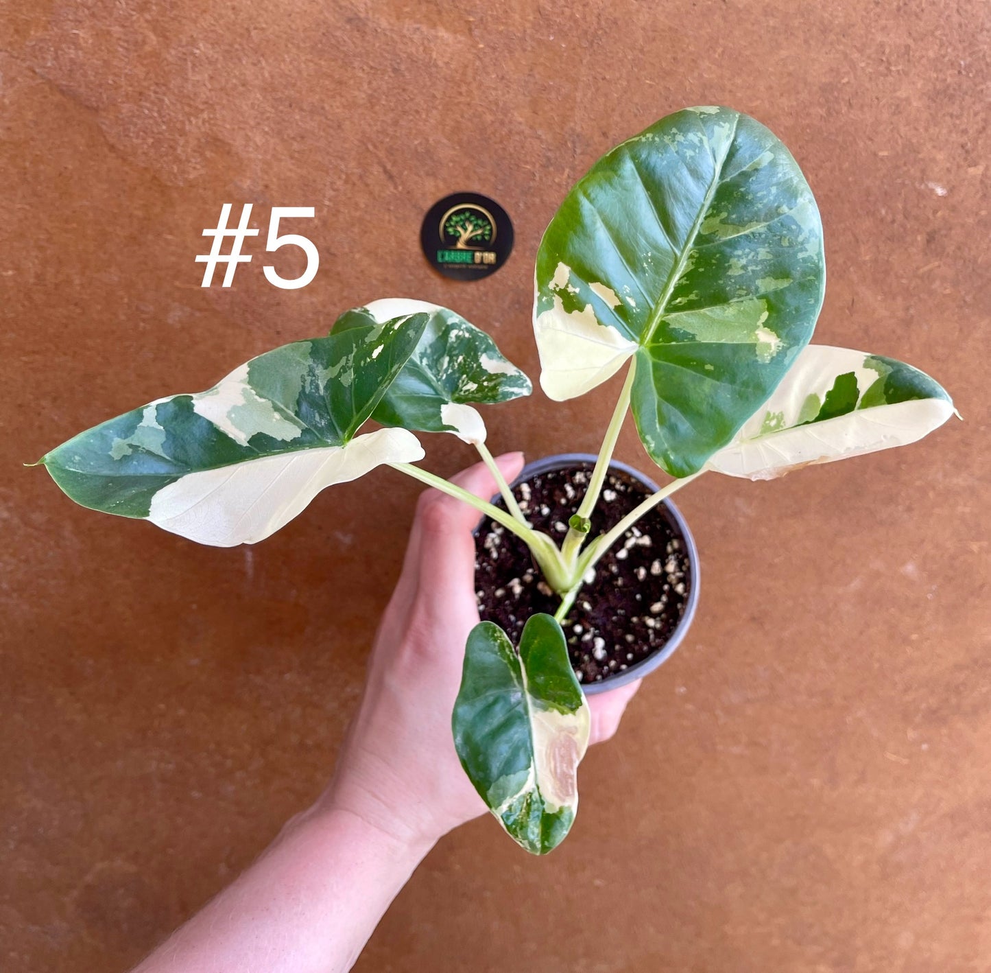 Alocasia macrorrhiza variegata S NEW