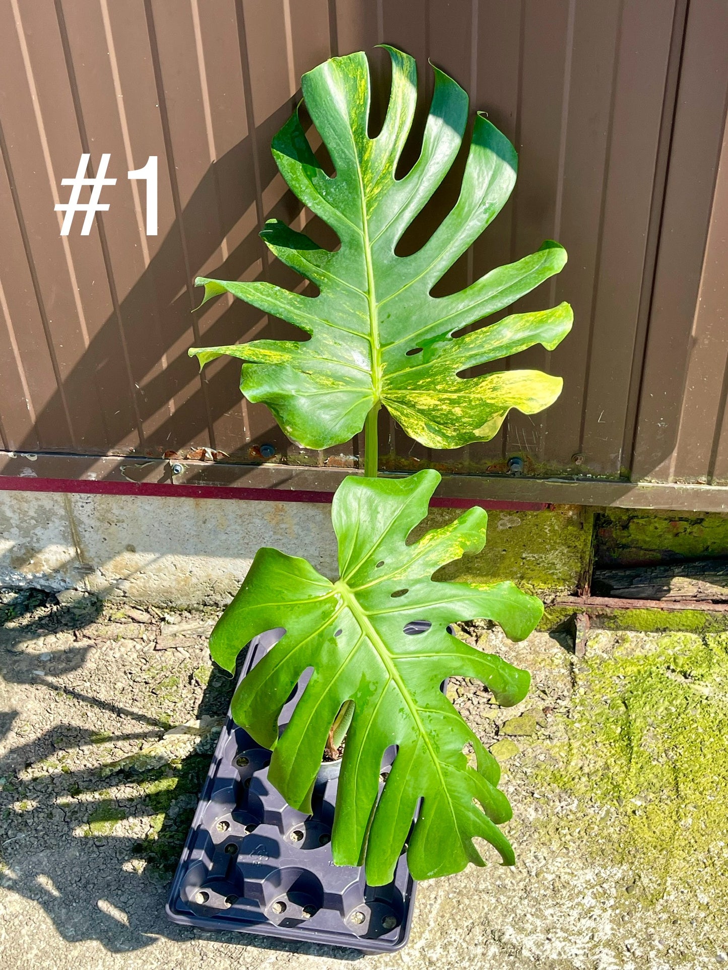 Monstera deliciosa Aurea Large forme