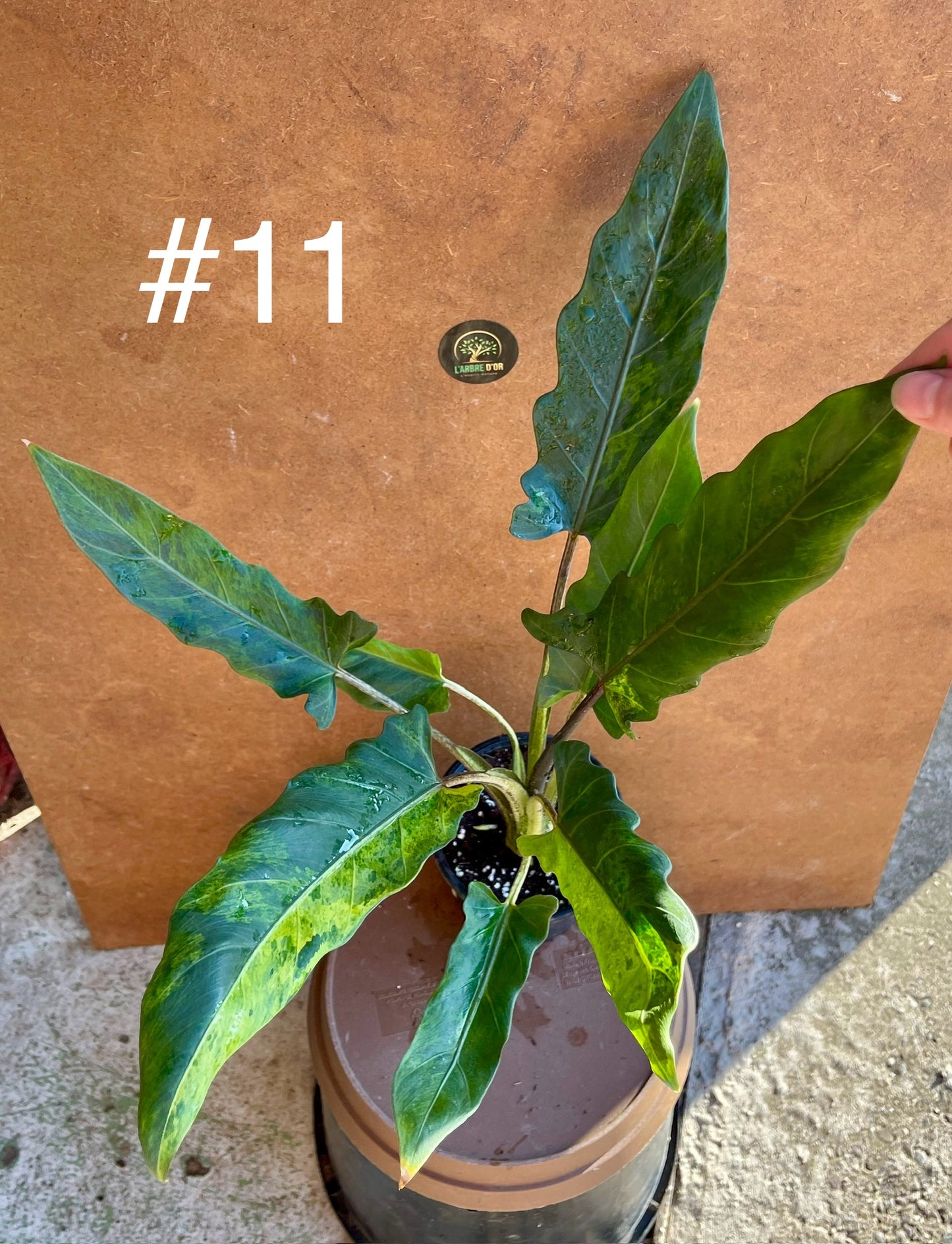 Alocasia lauterbachiana variegata