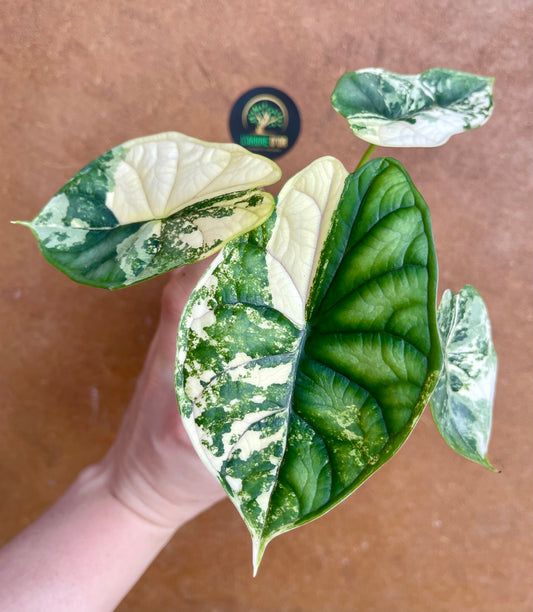 Alocasia dragon scale albo variegata NEW