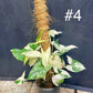 Syngonium albo variegata tuteur