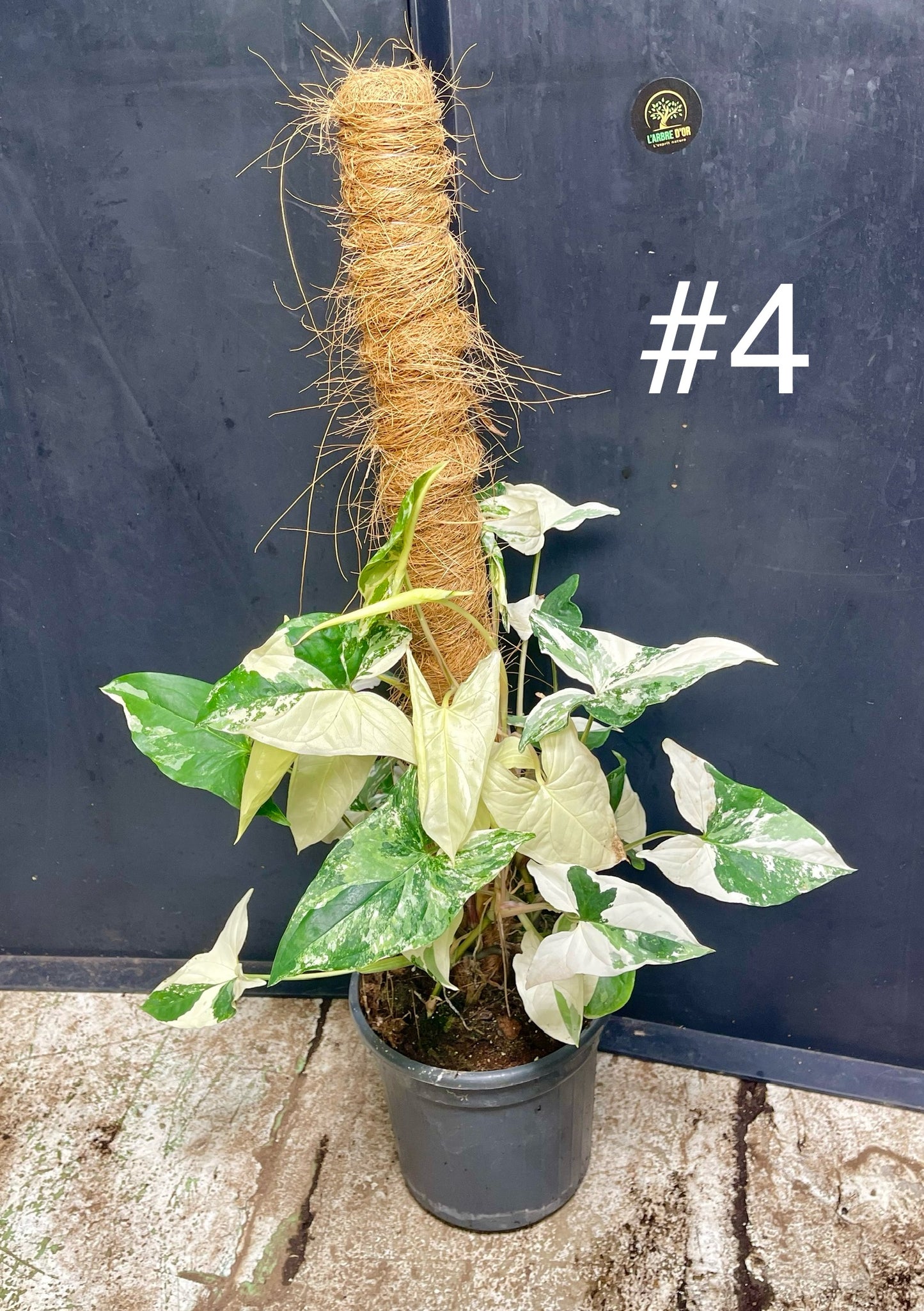 Syngonium albo variegata tuteur