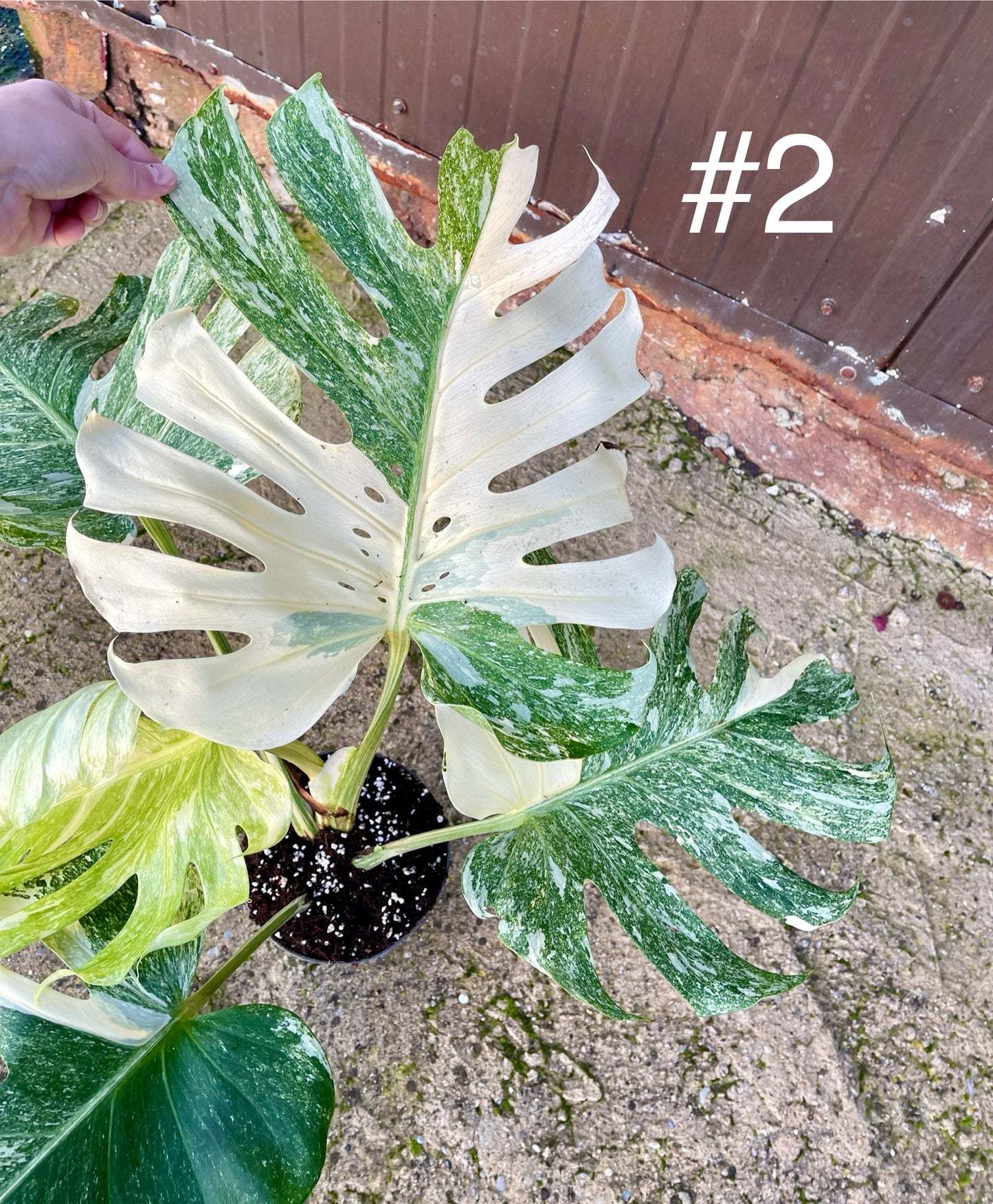 Monstera deliciosa platinum albo