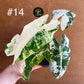 Alocasia frydek variegata haute variegation NEW