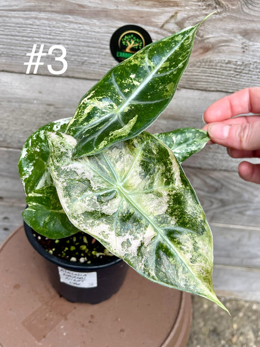 Alocasia nairobi nights variegata