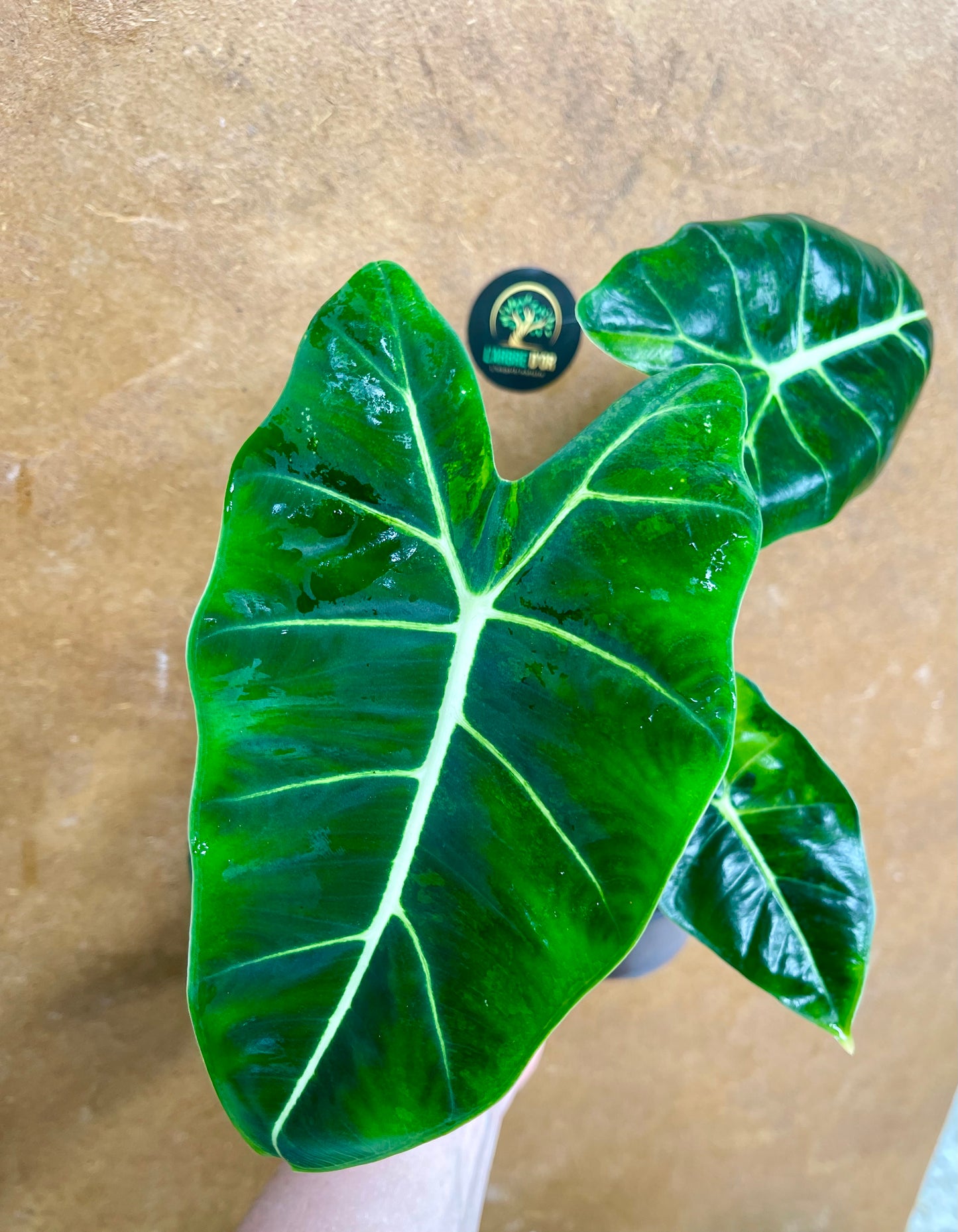 Alocasia Frydek green on green variegata NEW