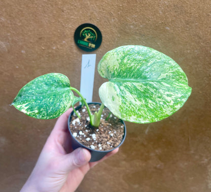 MONSTERA MINT WHITE MONSTER S NEW