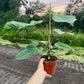 Anthurium balaoanum mutation variegata NEW