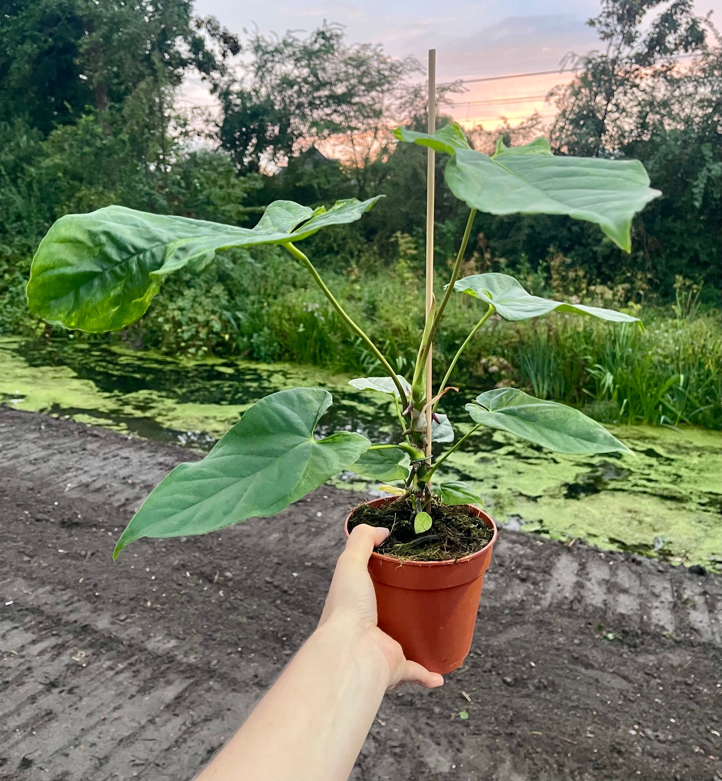 Anthurium balaoanum mutation variegata NEW