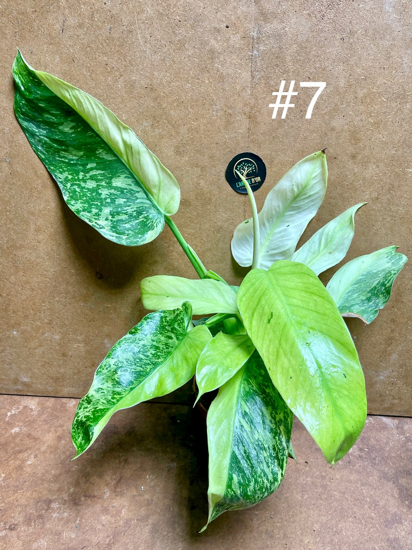 Philodendron jose Bueno haute variegation