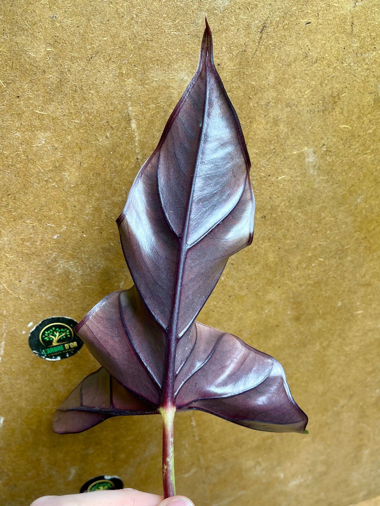 Alocasia purple cloak