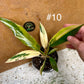 Philodendron caramel marble M NEW