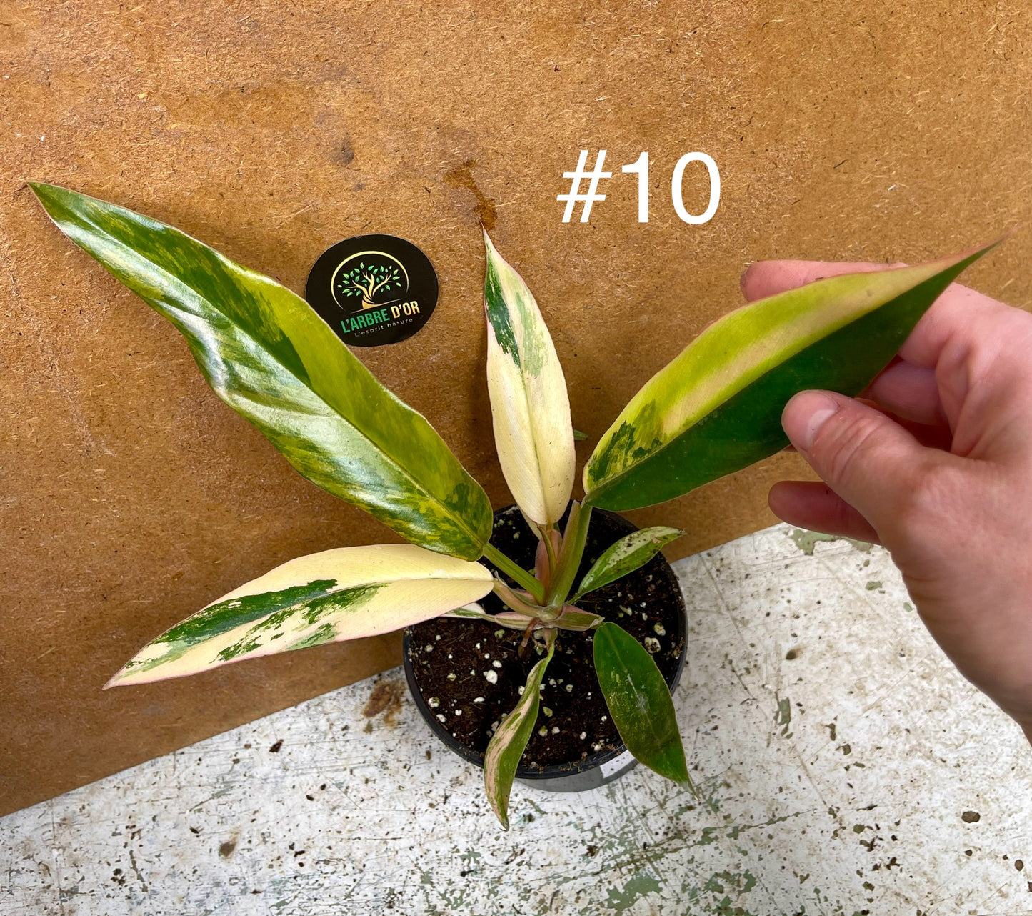 Philodendron caramel marble M NEW