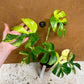 Monstera minima aurea yellow Marilyn / Rhaphidophora tetrasperma aurea yellow Marilyn NEW