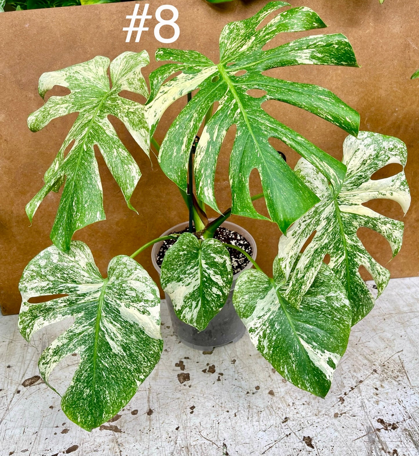 Monstera delisciosa mint variegata