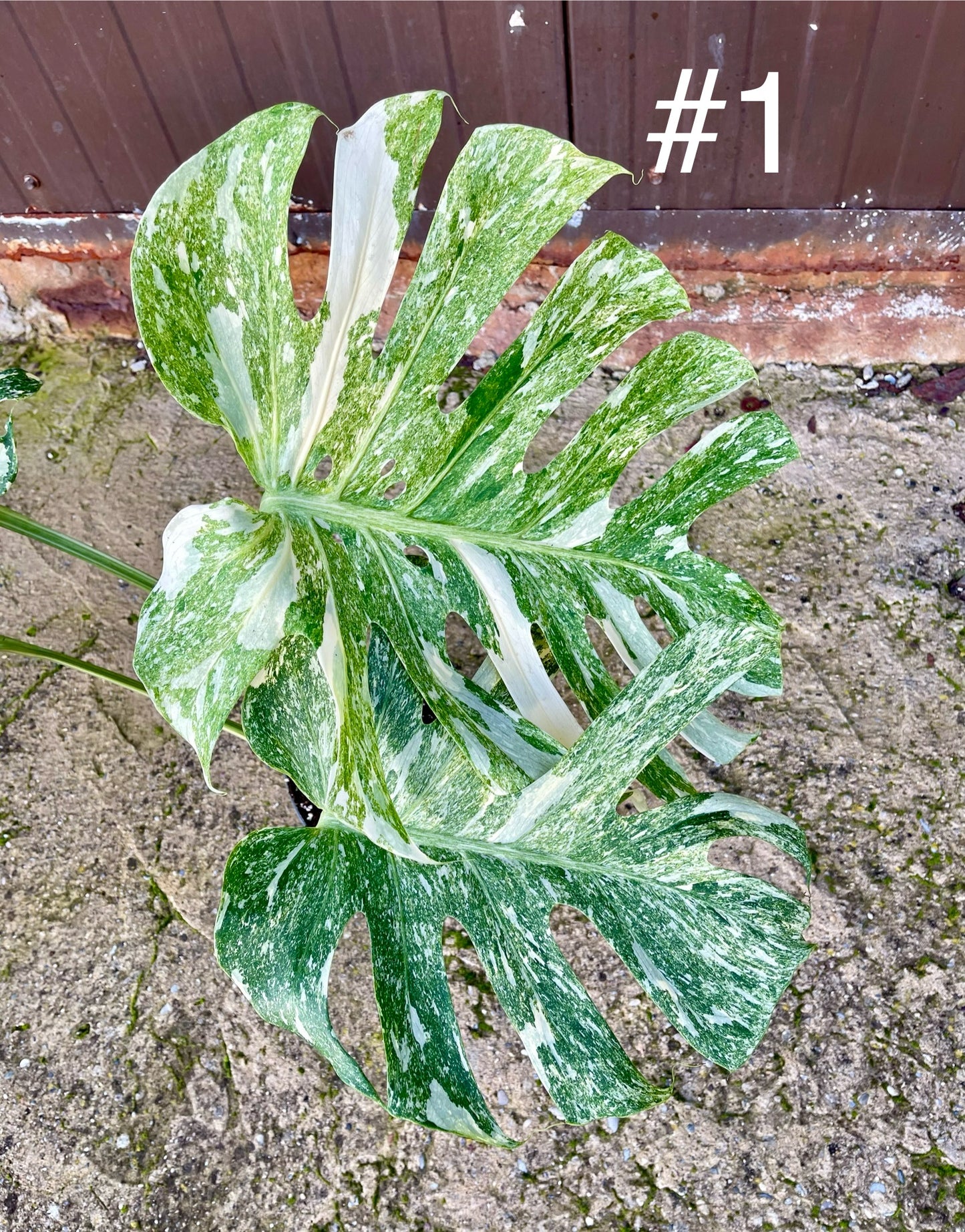 Monstera deliciosa platinum albo