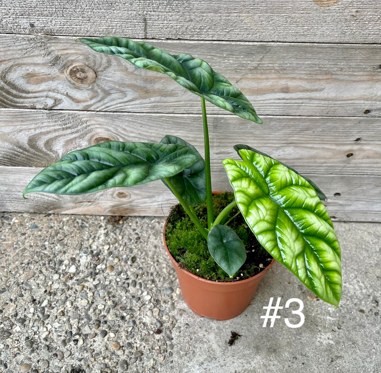 Alocasia sinuata