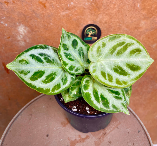 Anthurium dorayaki