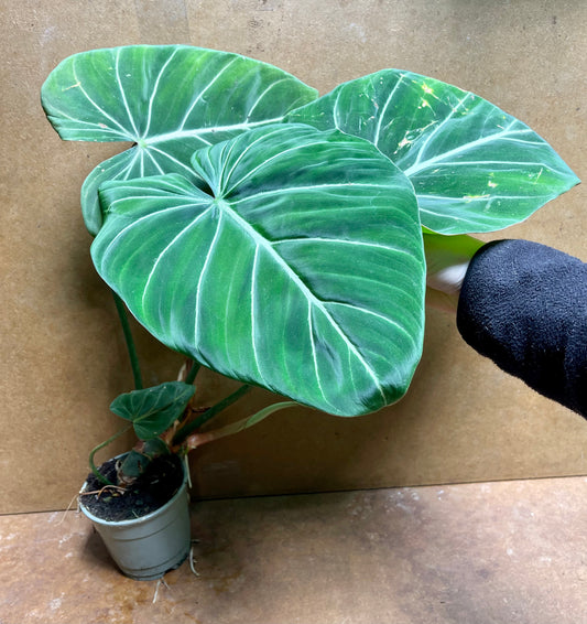 Philodendron gloriosum dark form