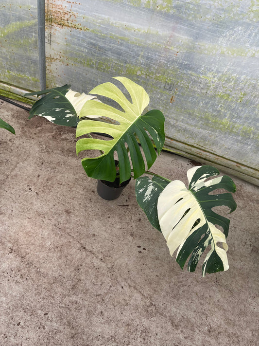 MONSTERA MINT