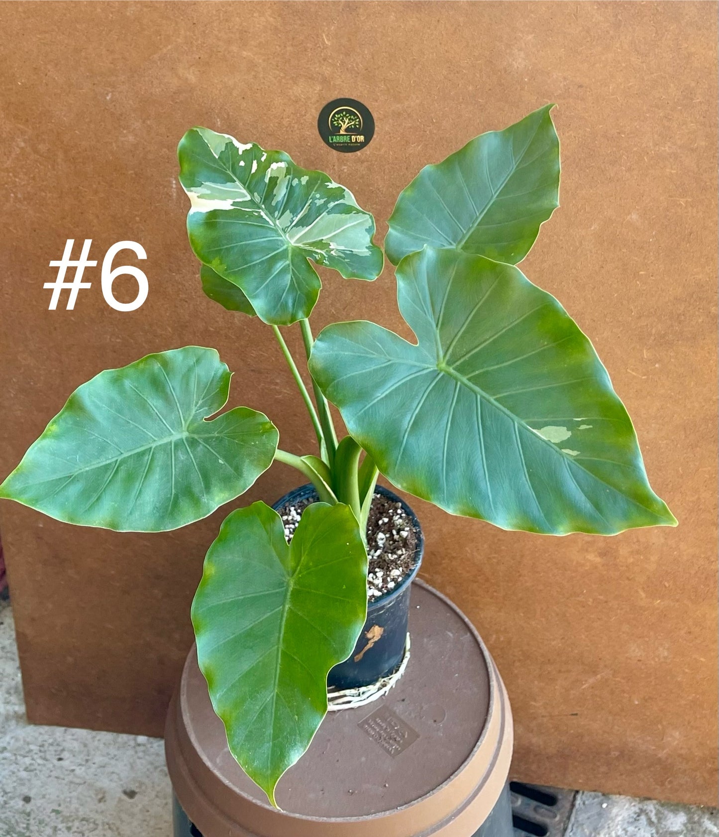 Alocasia okinawa silver / variegata