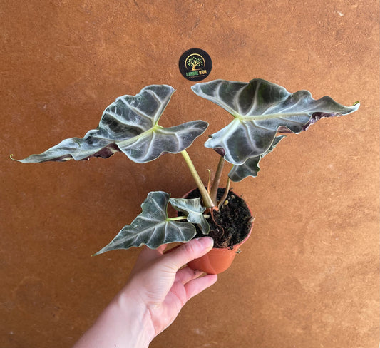 Alocasia Loco