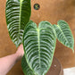 Anthurium veitchii M