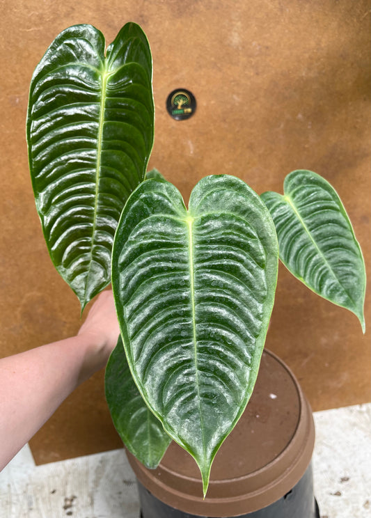 Anthurium veitchii M